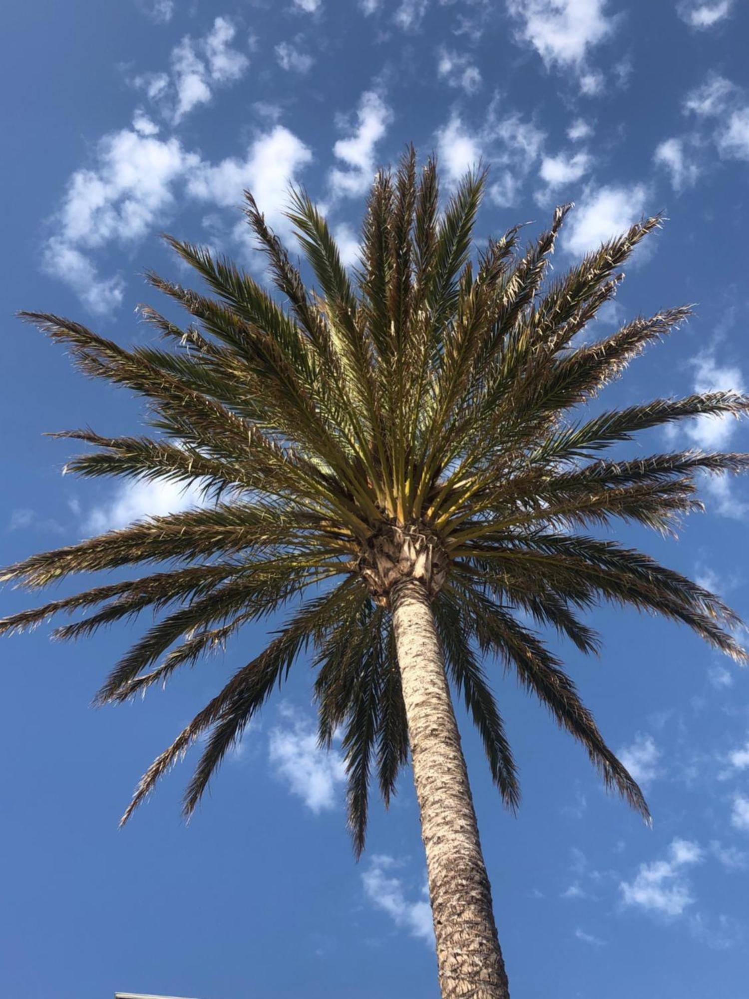 Playa De Gandia 1Ere Ligne El Galeonアパートメント エクステリア 写真